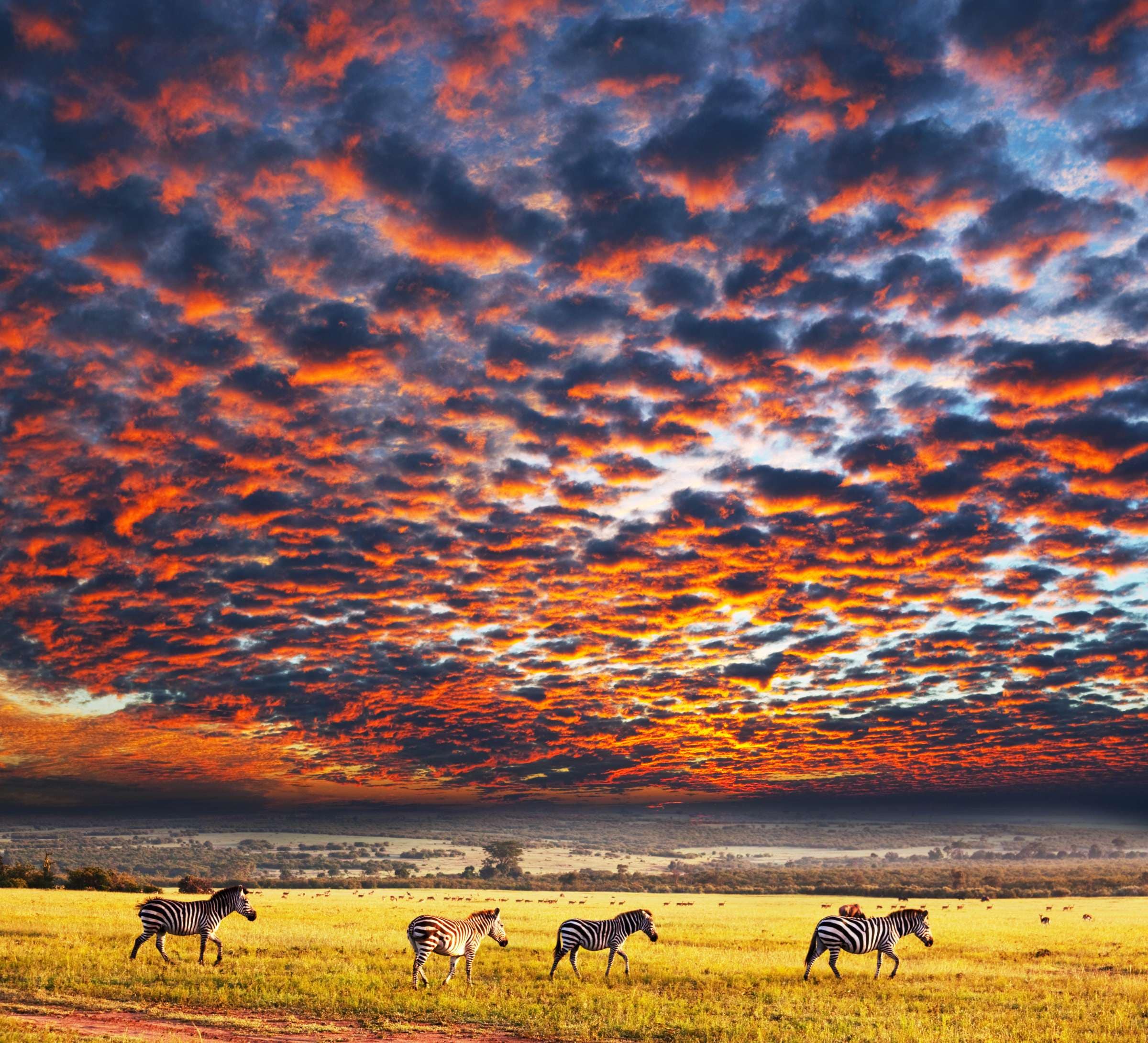 Safari Adventures