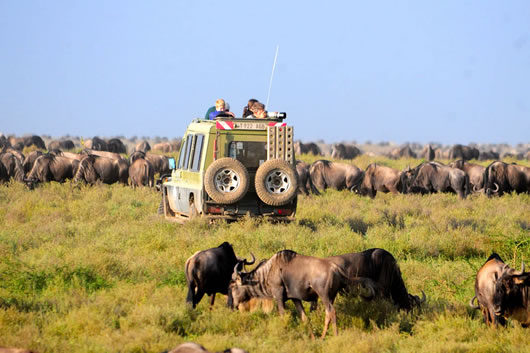 Wildlife