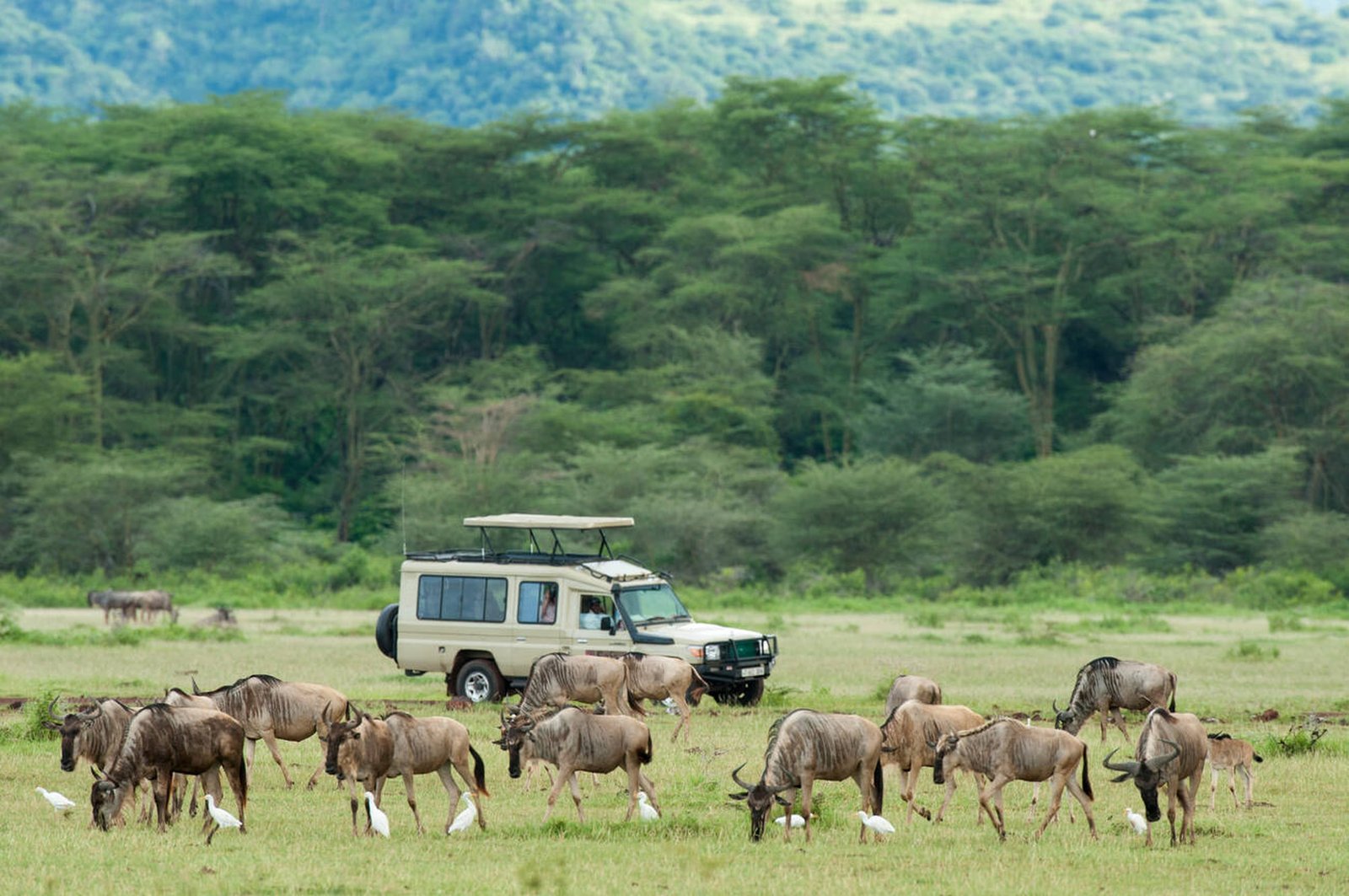 Your Ultimate Guide to Local Safari Tour Companies