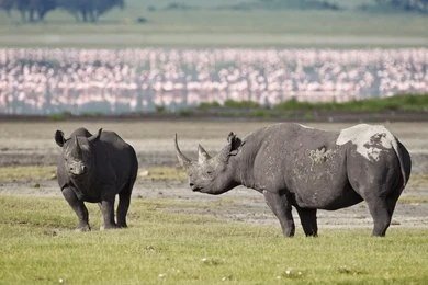 Ngorongoro Crater Day Tour