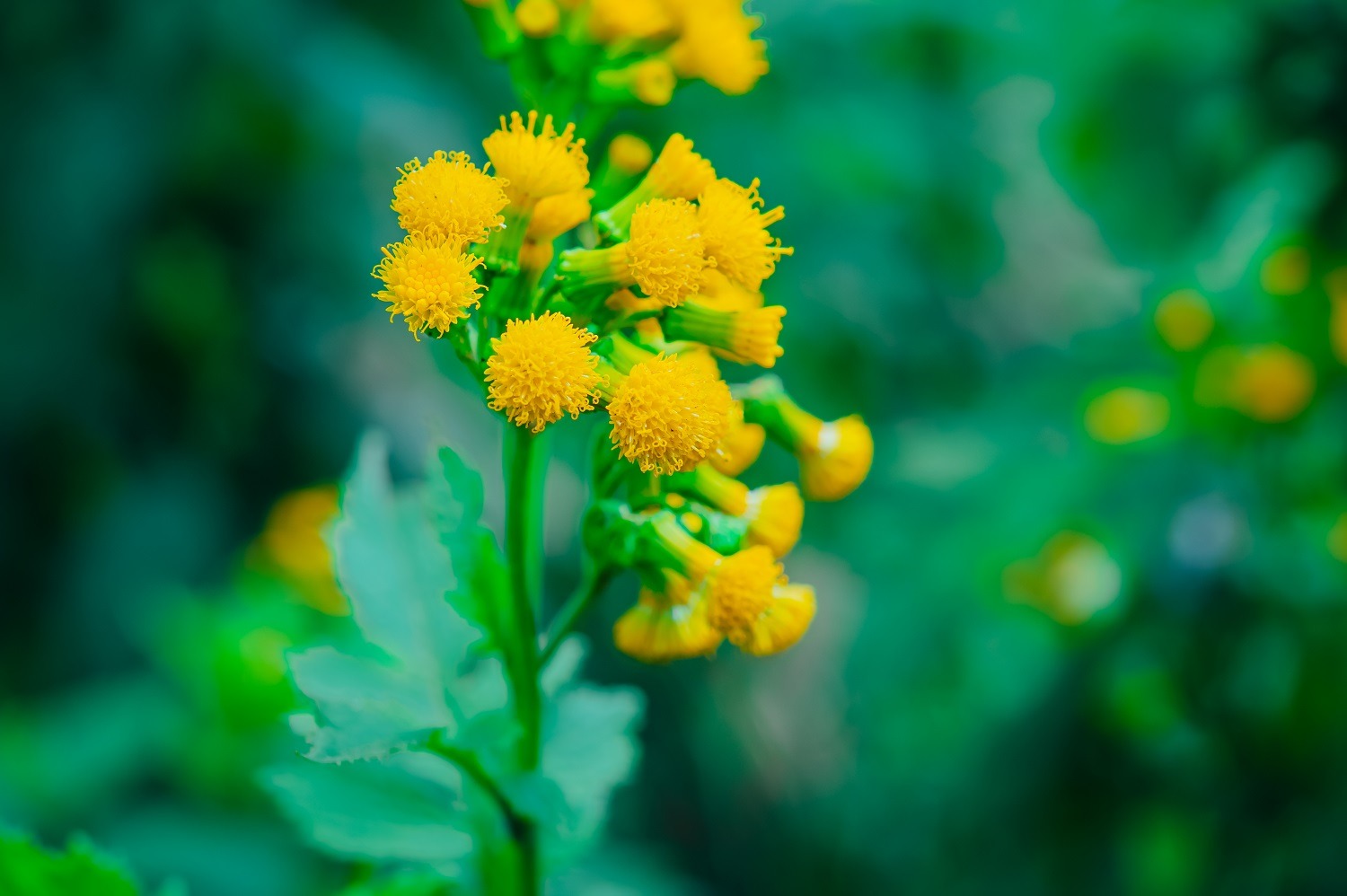 Botanical Tours