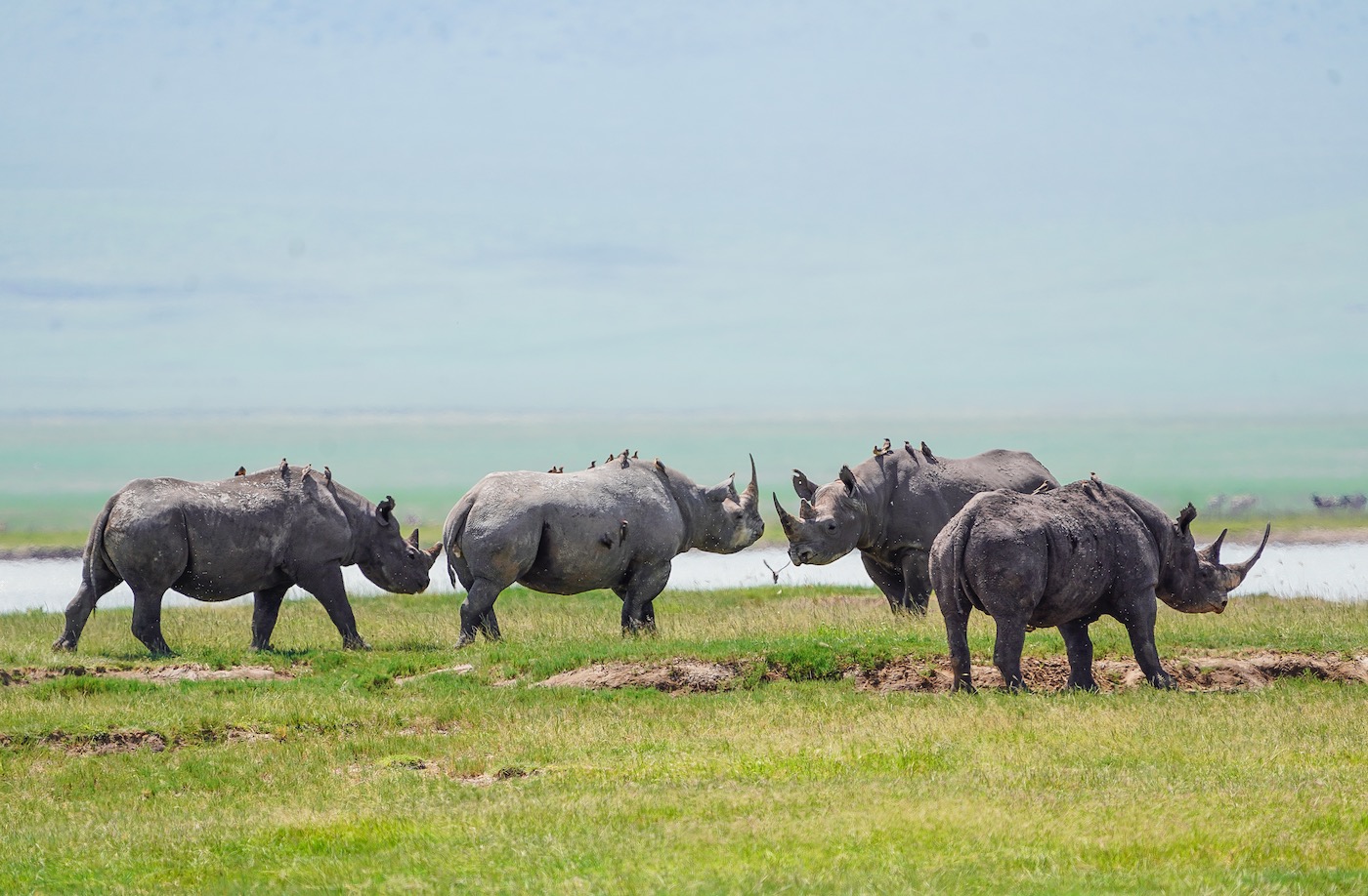 The Ngorongoro Crater