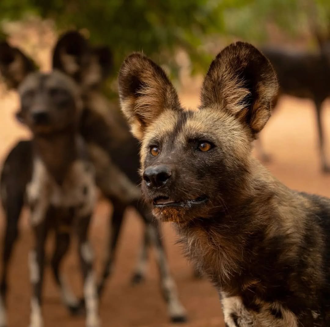 Mkomazi National Park