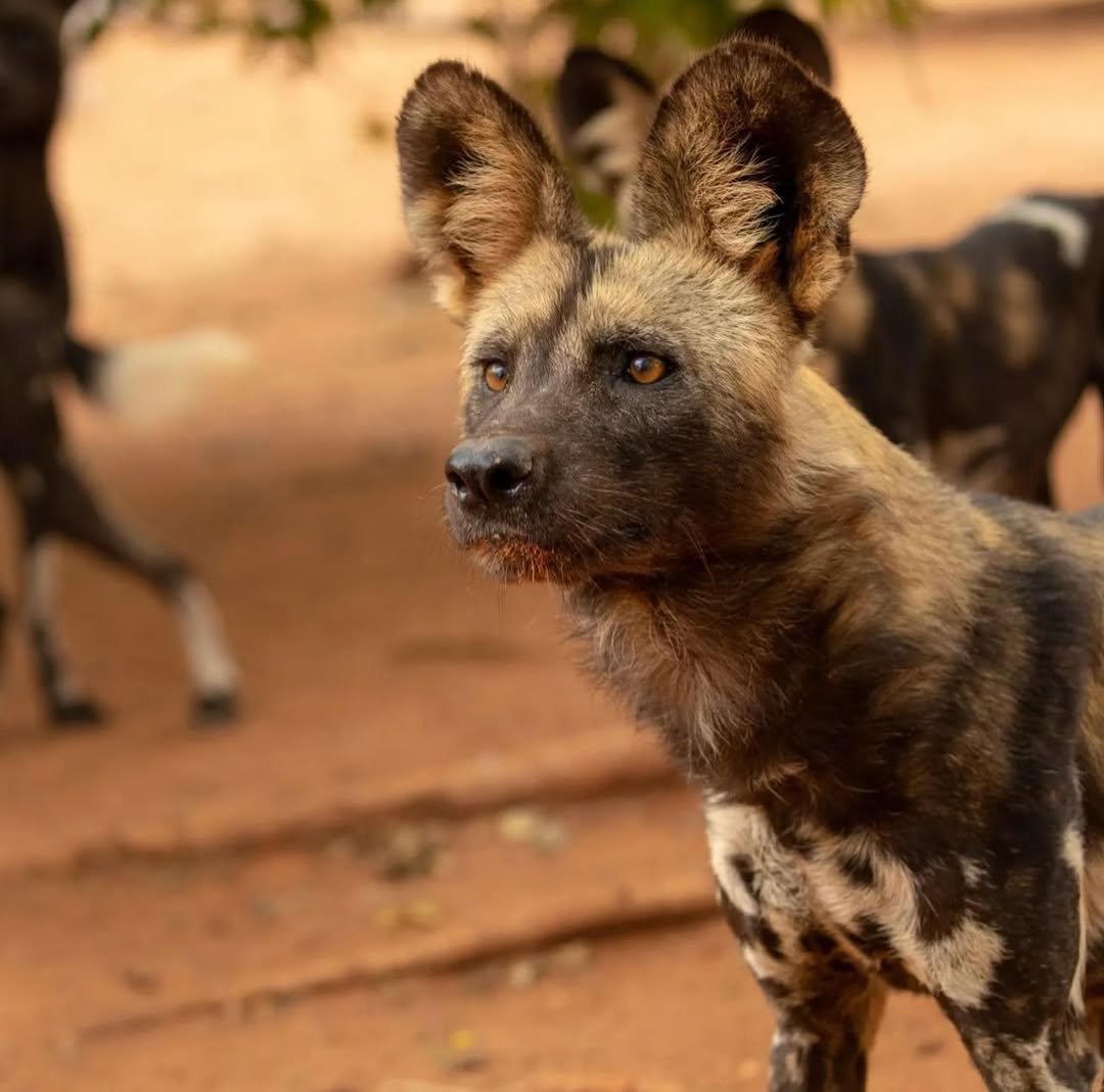 Mkomazi National Park