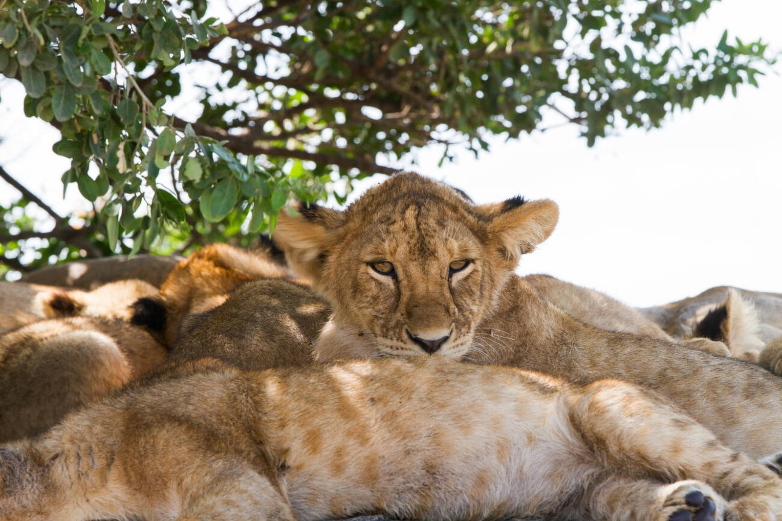 Serengeti National Park national park wildlife – Private Serengeti Romantic Safari (Fly-in/Fly-out) itinerary stop