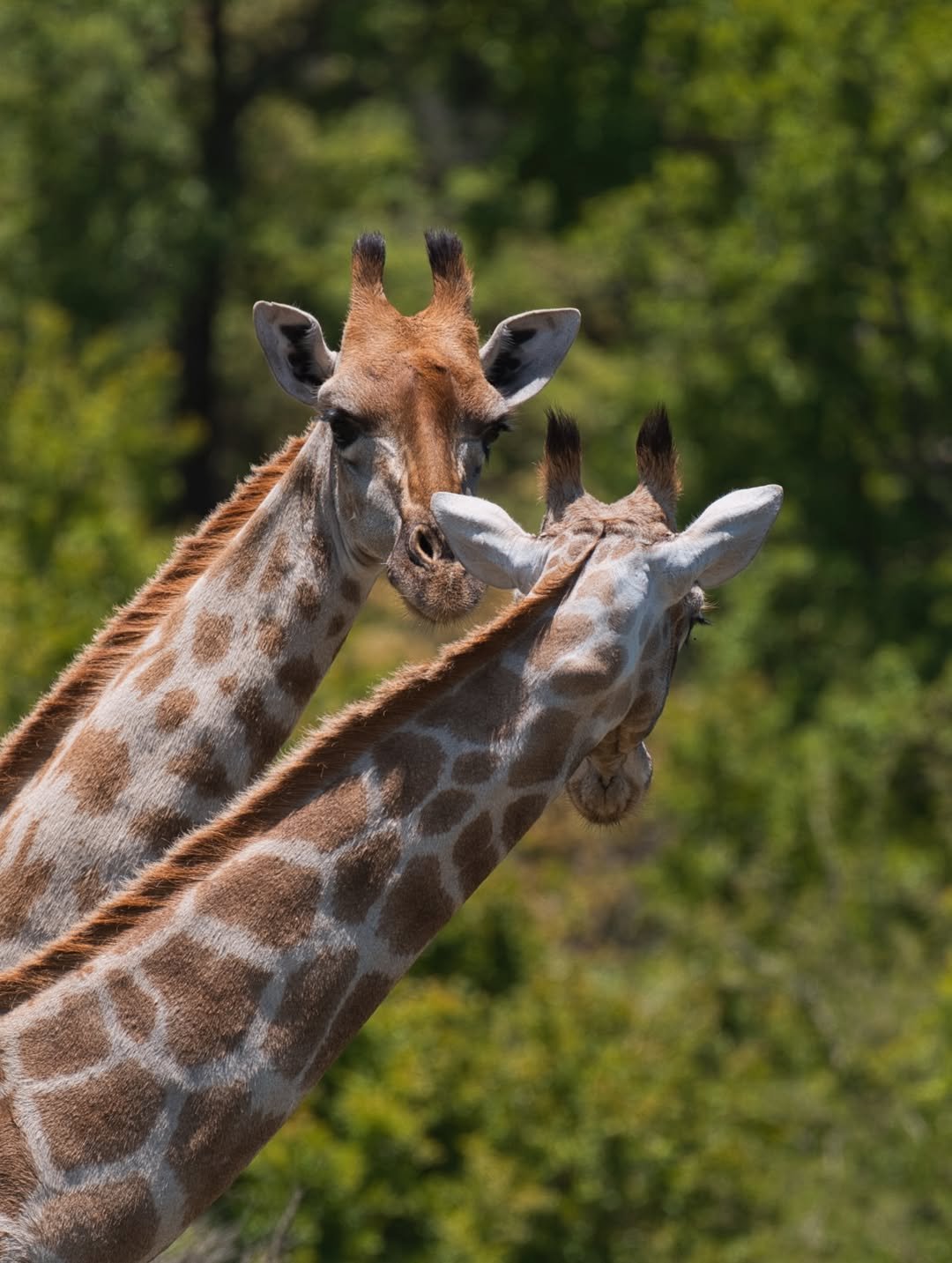 Tarangire National Park