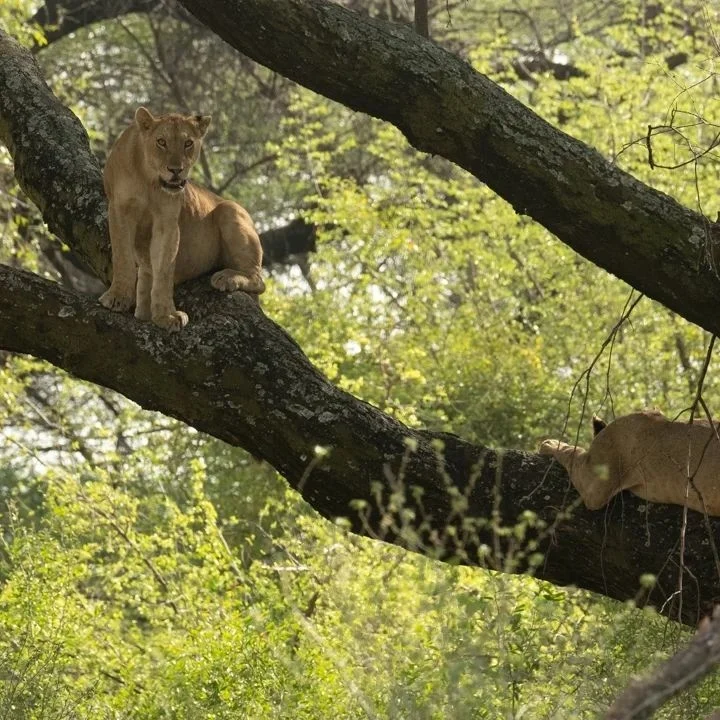 Lake Manyara National Park