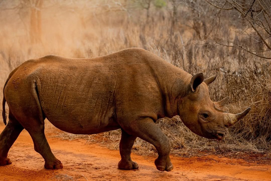 Mkomazi National Park