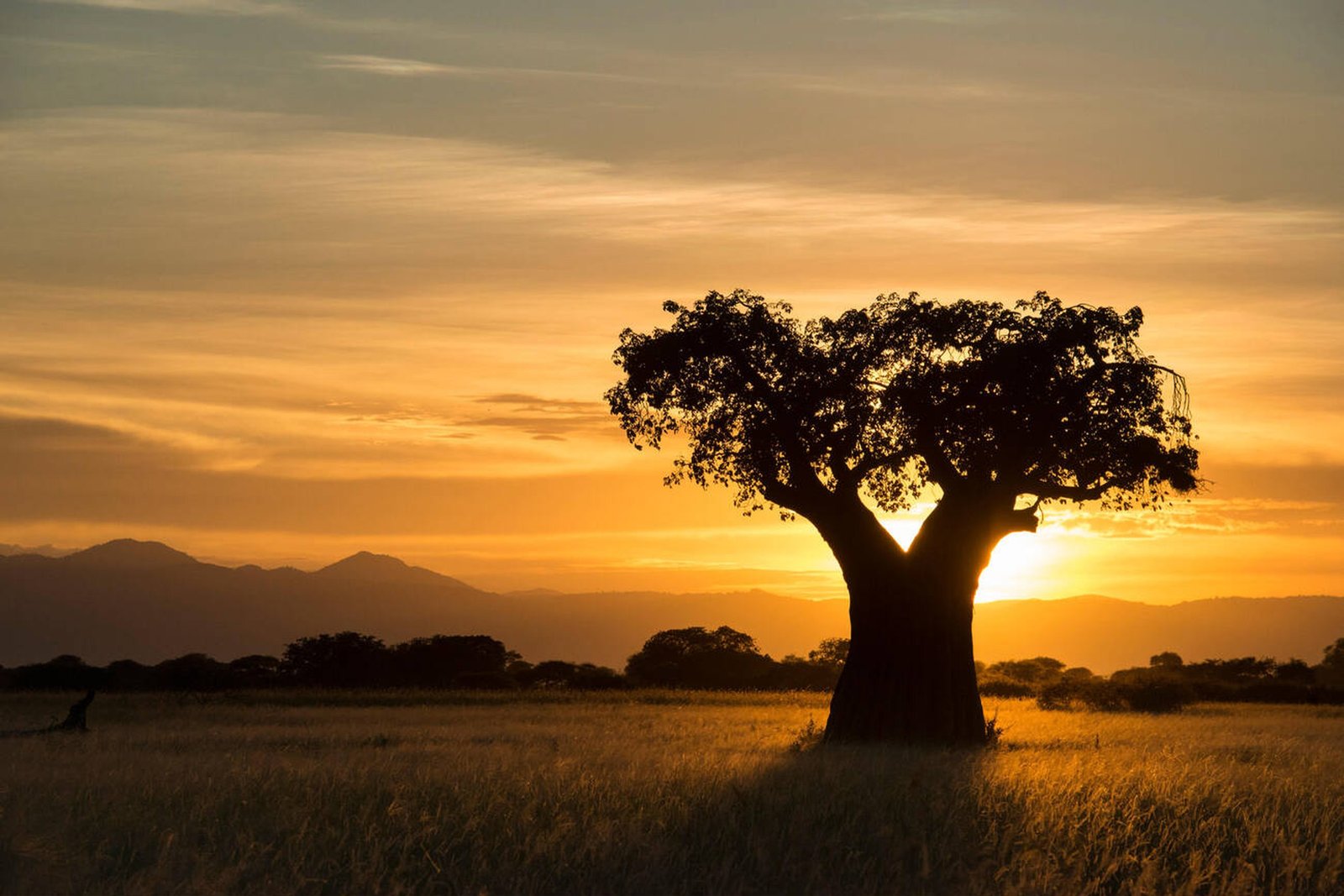 Tarangire National Park