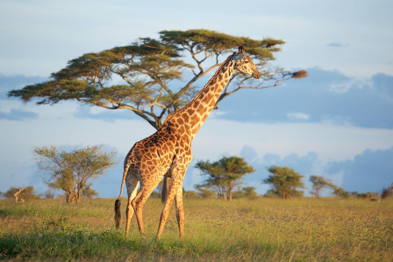 Safari Packages