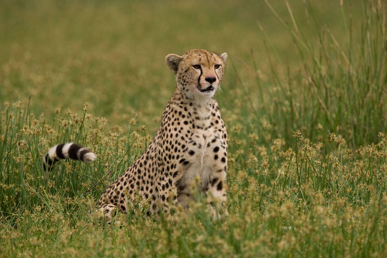 4-Day Tanzania Safari: Tarangire, Ngorongoro, Ndutu & Serengeti