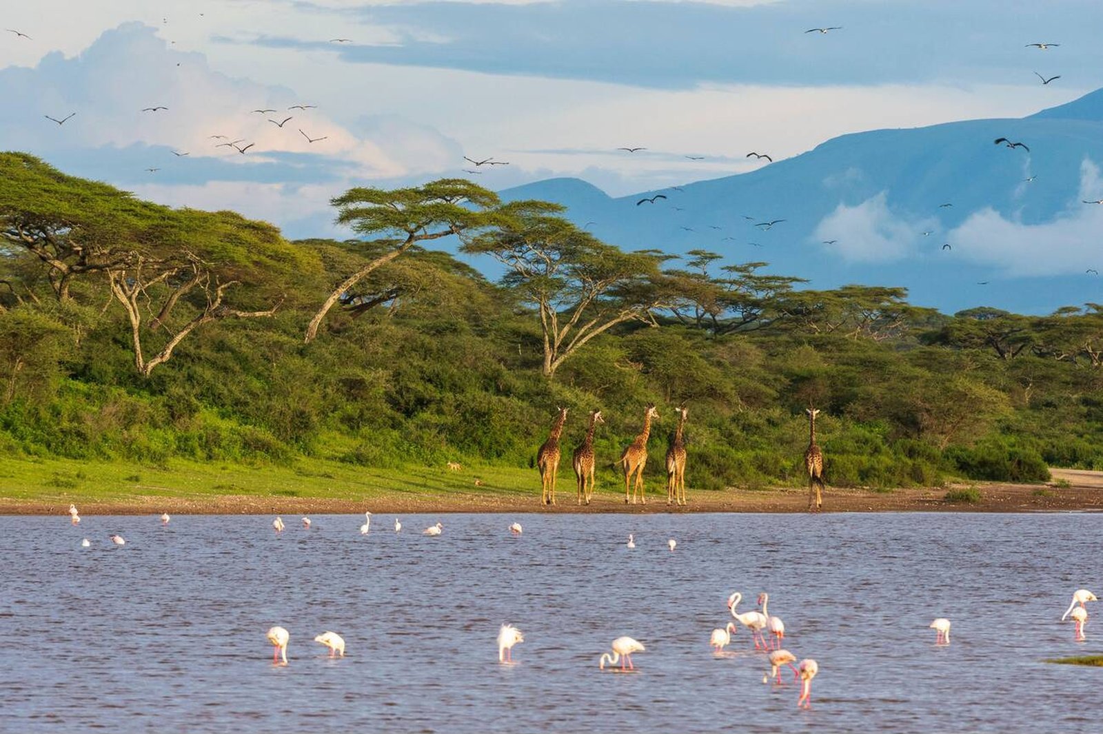 4-Day Tanzania Safari: Tarangire, Ngorongoro, Ndutu & Serengeti - Image 4