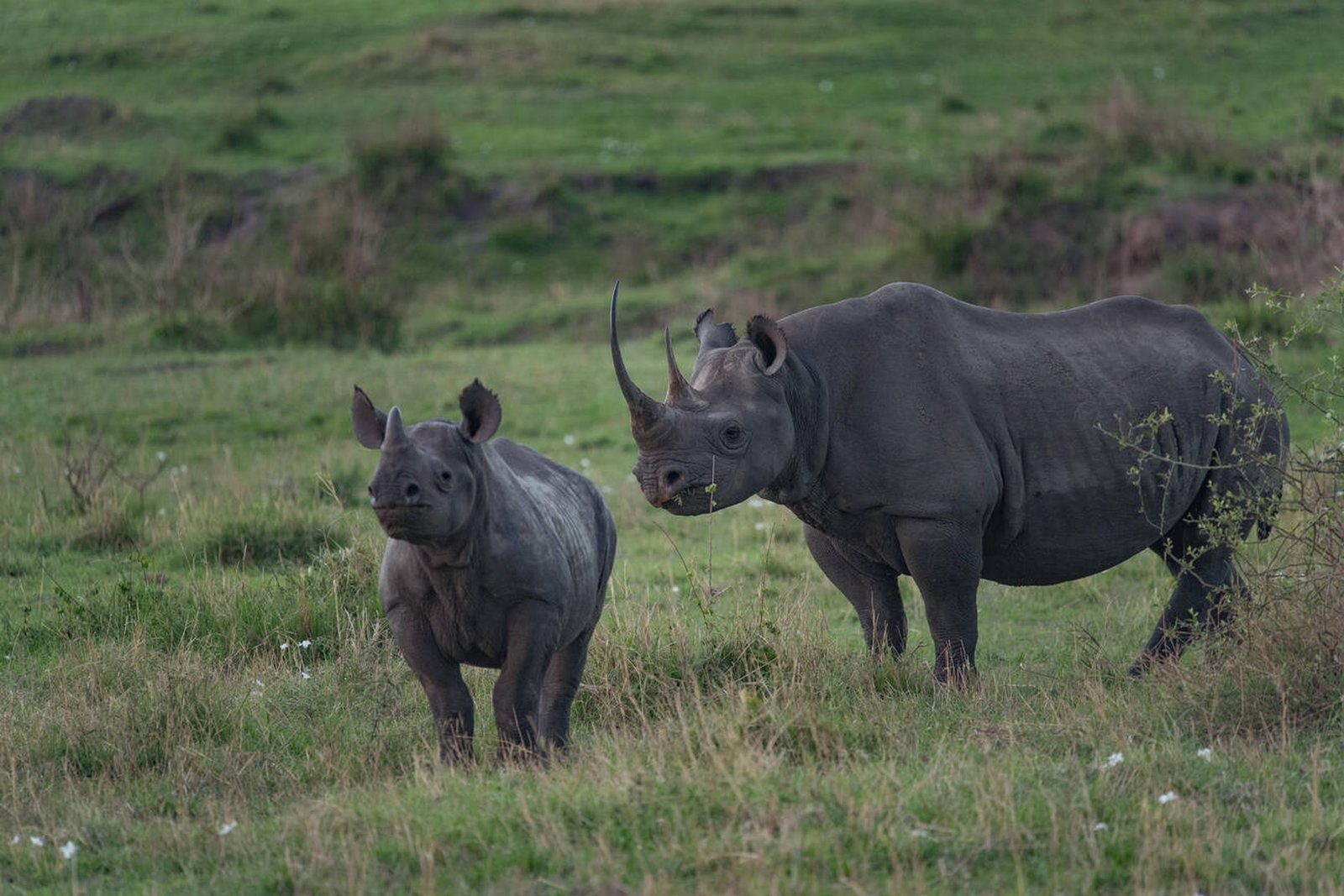 Serengeti & Ngorongoro Safari Adventure from Arusha - Image 3