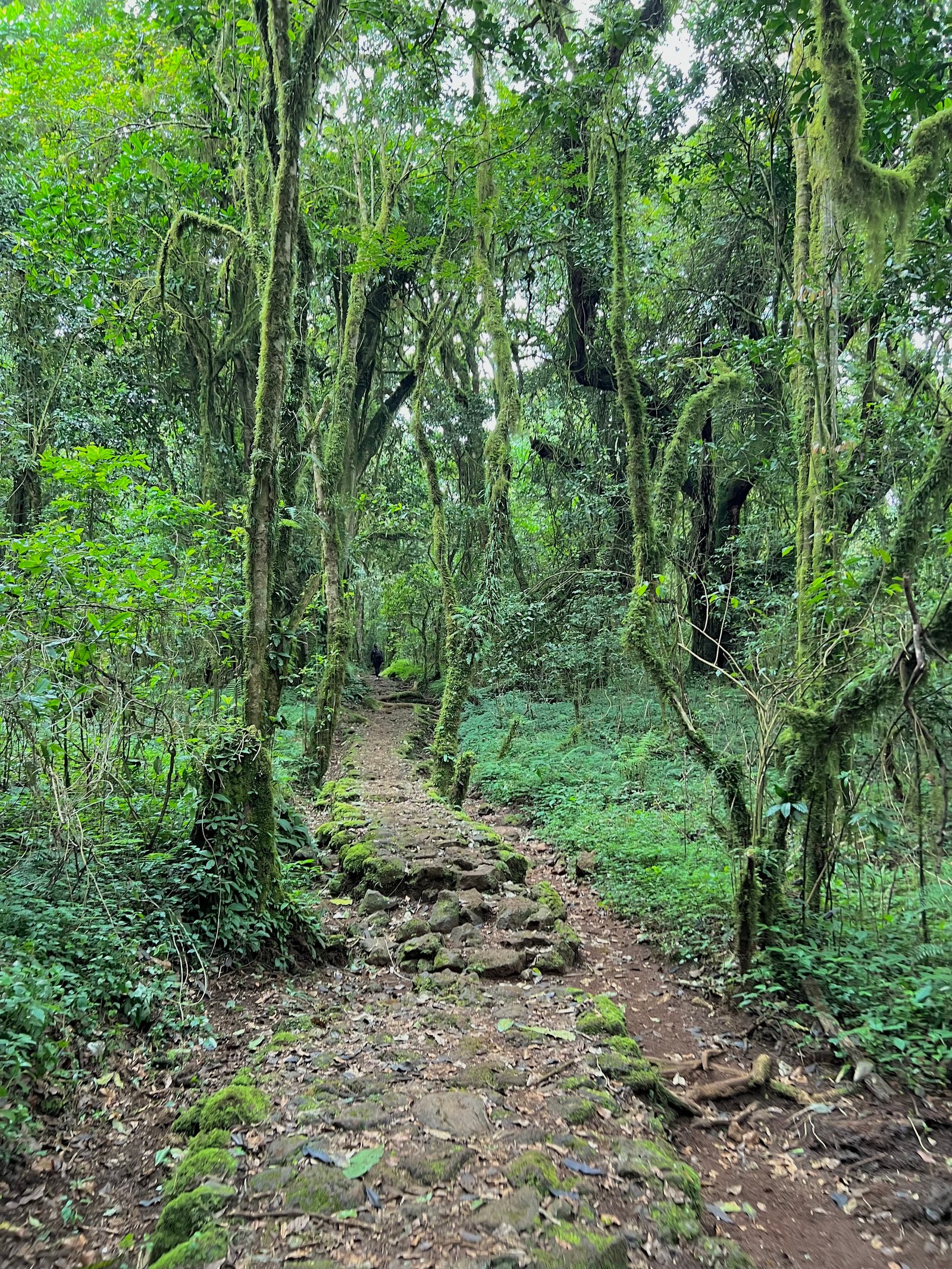 Marangu Route - Image 3