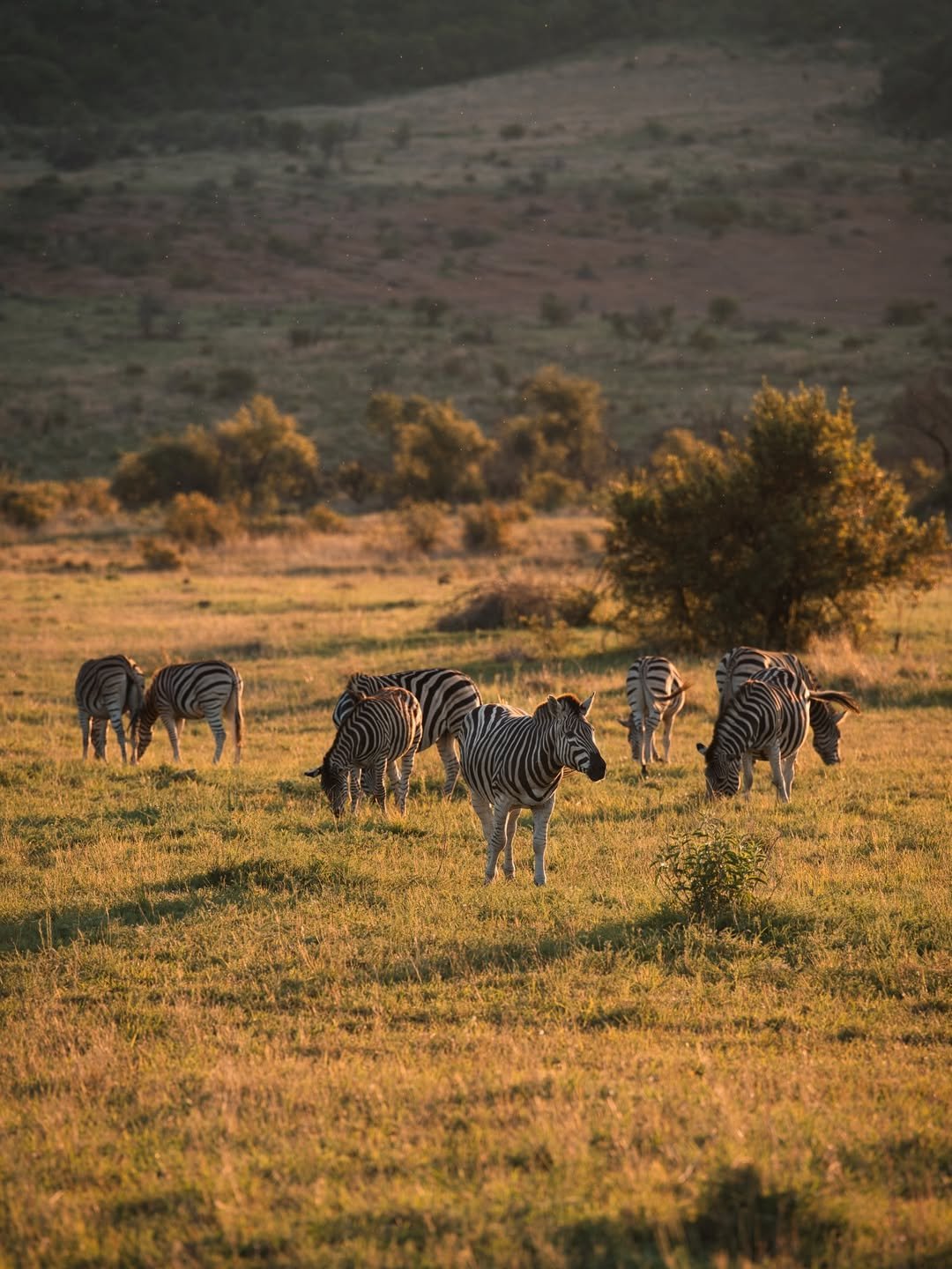 Wild Trails of Tarangire – 3-Day Immersive Safari with Walking & Night Game Drive