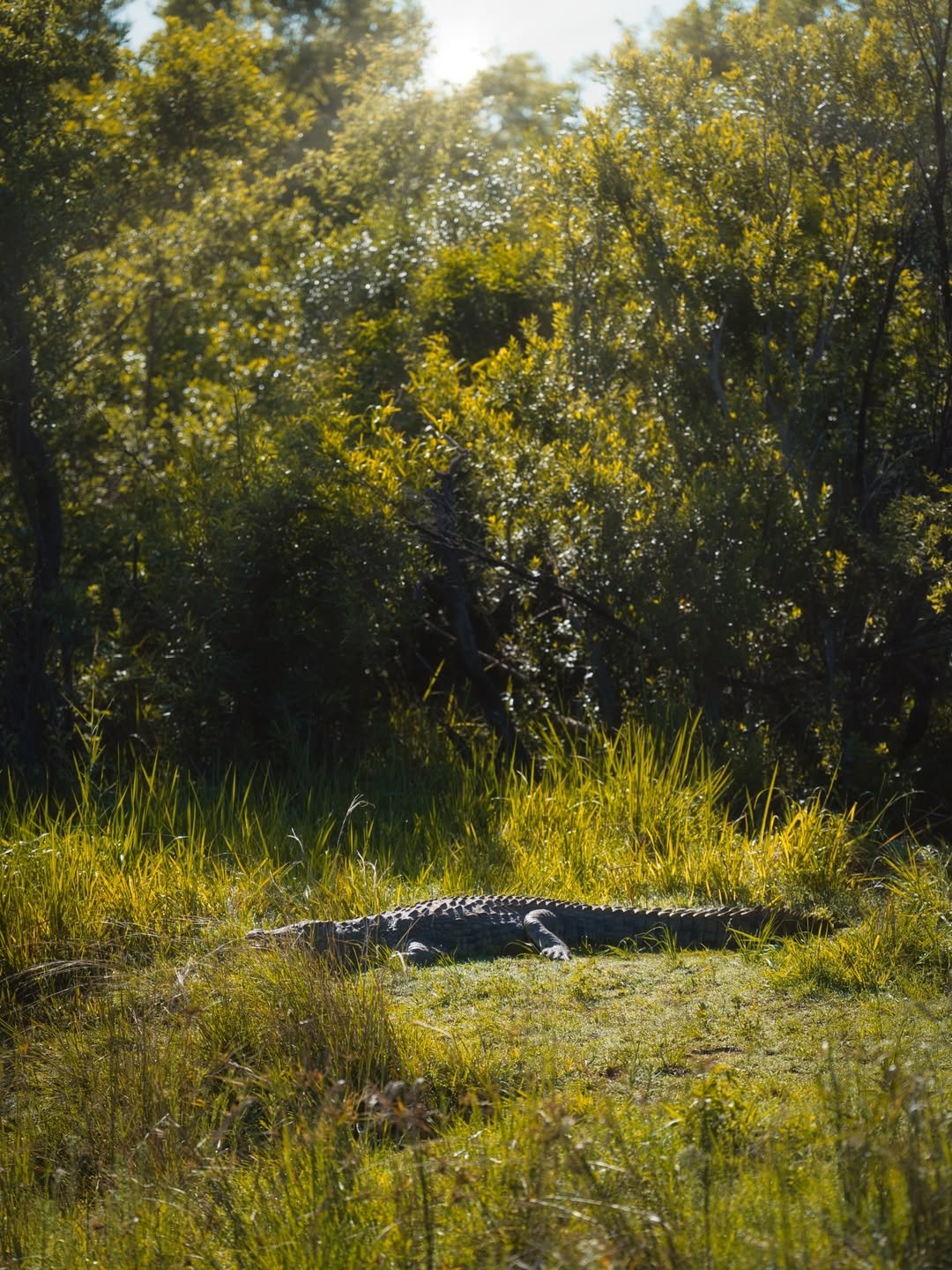 Wild Trails of Tarangire – 3-Day Immersive Safari with Walking & Night Game Drive - Image 2