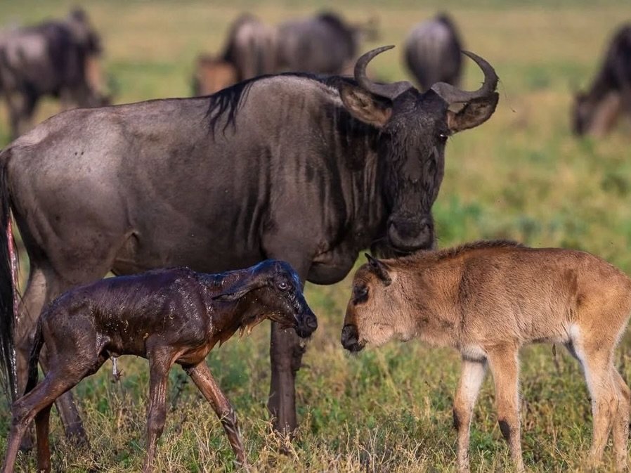 Migration & Calving Safari: Tarangire, Ngorongoro, Ndutu & Southern Serengeti