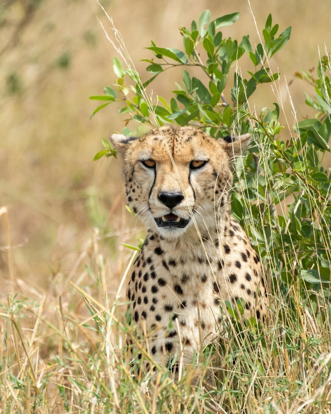 Comfort Safari to Arusha, Manyara, Tarangire & Ngorongoro – Balloon Safari Included! - Image 2