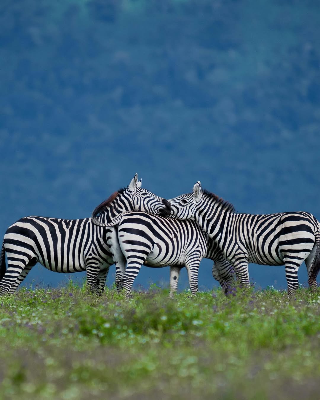 Comfort Safari to Arusha, Manyara, Tarangire & Ngorongoro – Balloon Safari Included! - Image 4