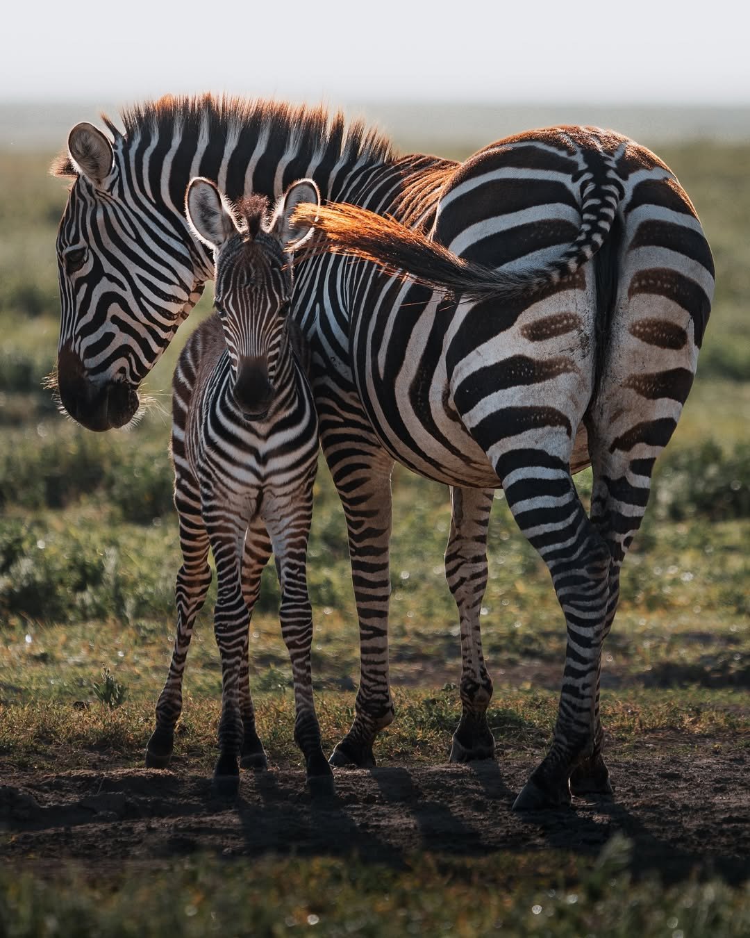 Honeymoon Safari in Arusha, Ngorongoro & Serengeti – Romantic Lodges & Serengeti Balloon Ride