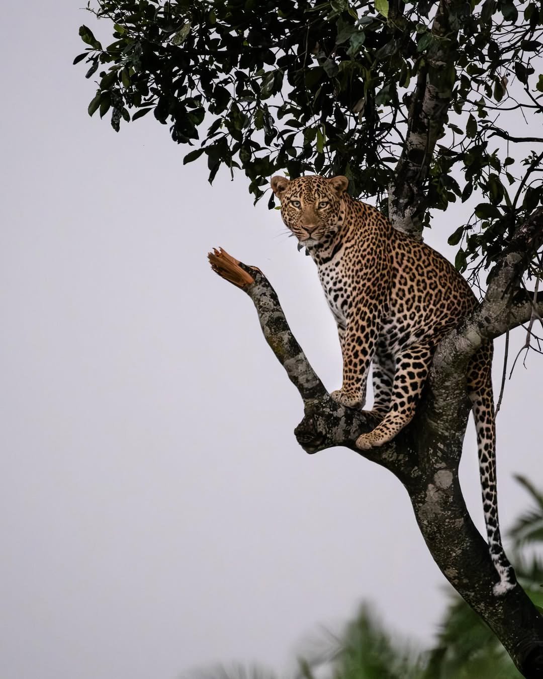 Serengeti Cheetah Safari & Game-drives in Tarangire & Ngorongoro - Image 3