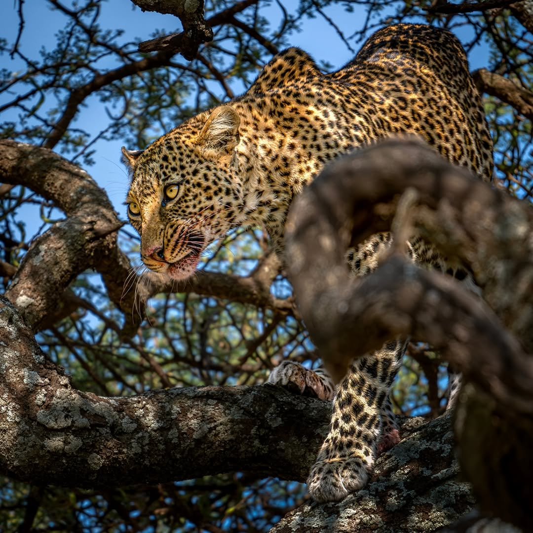 Predator's Season: Big Cats Safari in Tarangire, Ngorongoro & Ndutu
