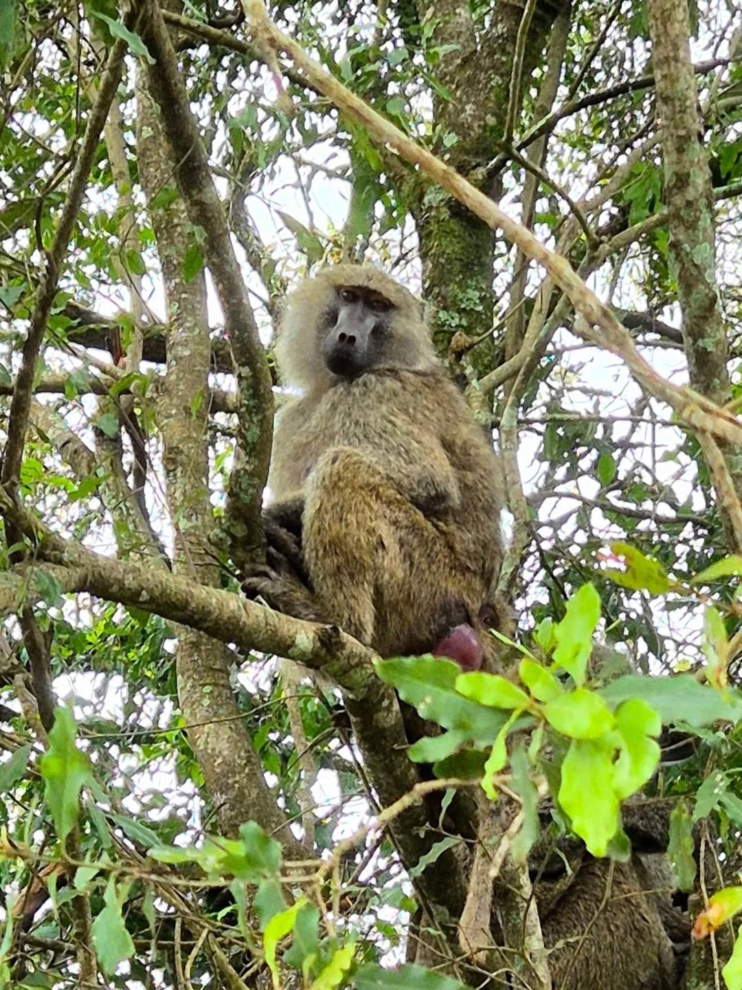 Active Explorer Safari – Canoeing in Arusha, Trekking in Ngorongoro & Serengeti Safari