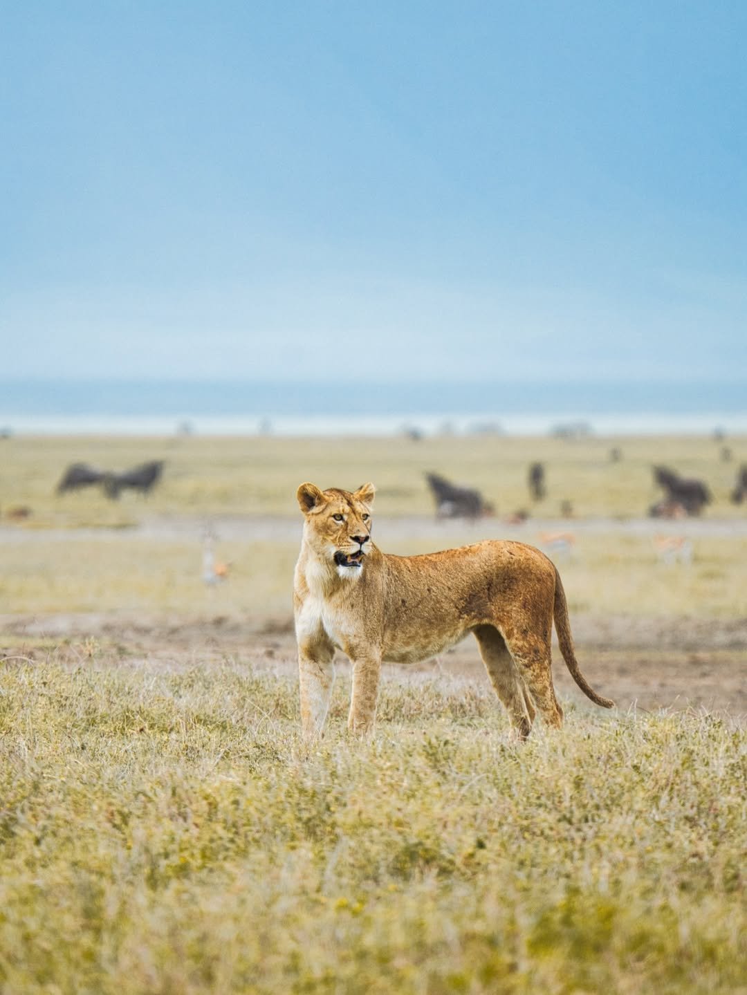 Big Cats & Serengeti Balloon Safari: 4 Days in Tanzania's Top Parks - Image 2