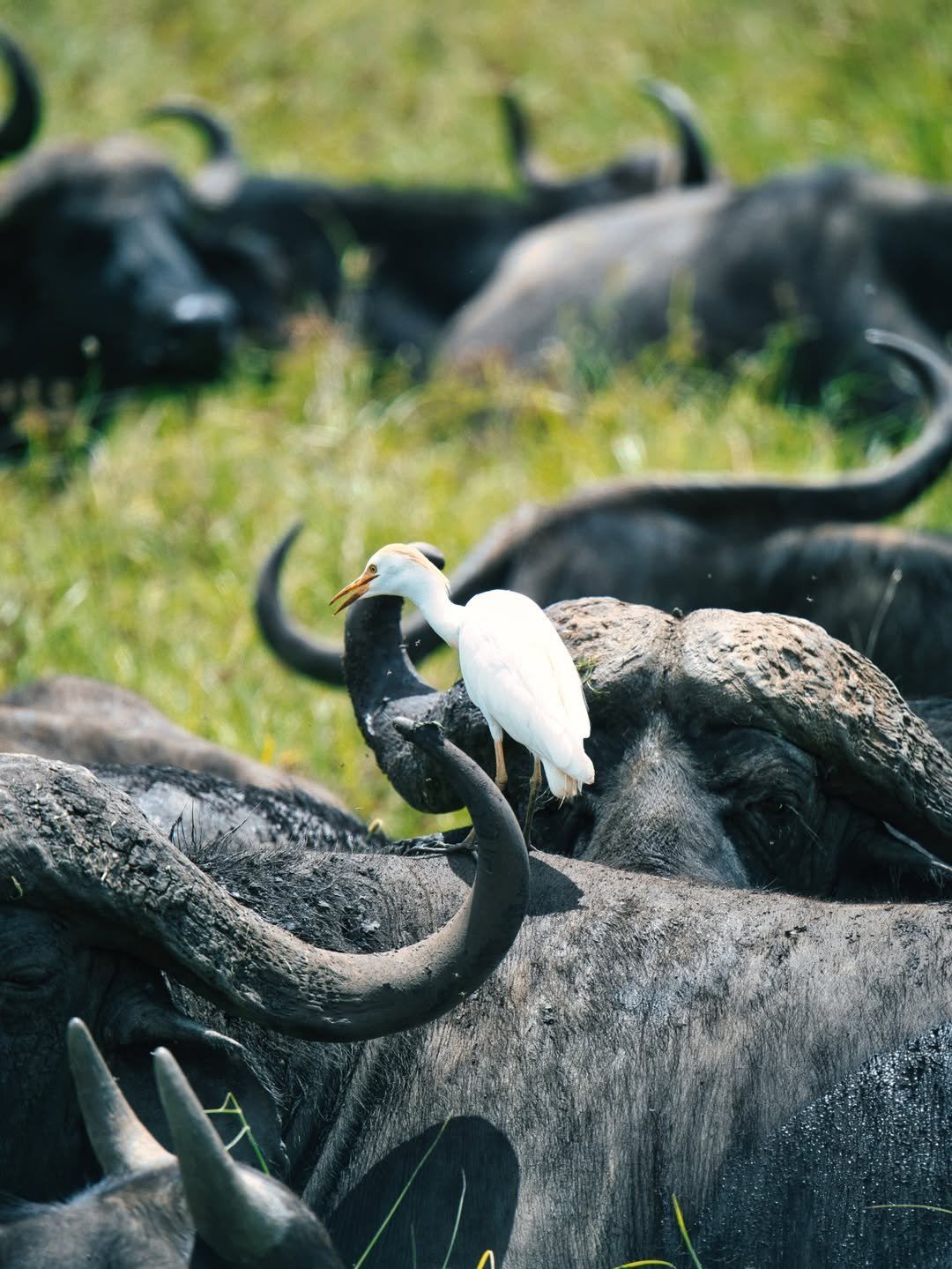 Luxury Safari: Ngorongoro, Lake Natron & Serengeti Migration in 7 Days - Image 4