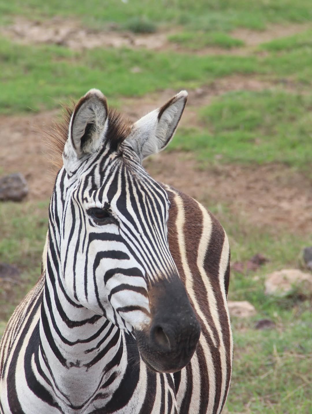 Crater World: Ngorongoro, Empakaai and Crater Floor Safari - Image 2