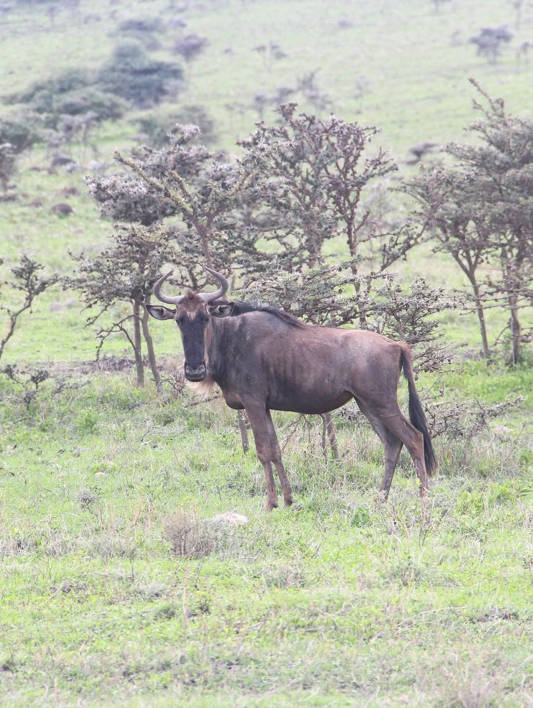 Safari Tour 'Gerenuk': 6-Day Manyara, Ngorongoro & Serengeti - Image 2