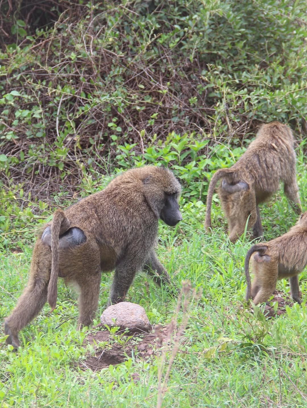 Safari Tour 'Gerenuk': 6-Day Manyara, Ngorongoro & Serengeti - Image 3