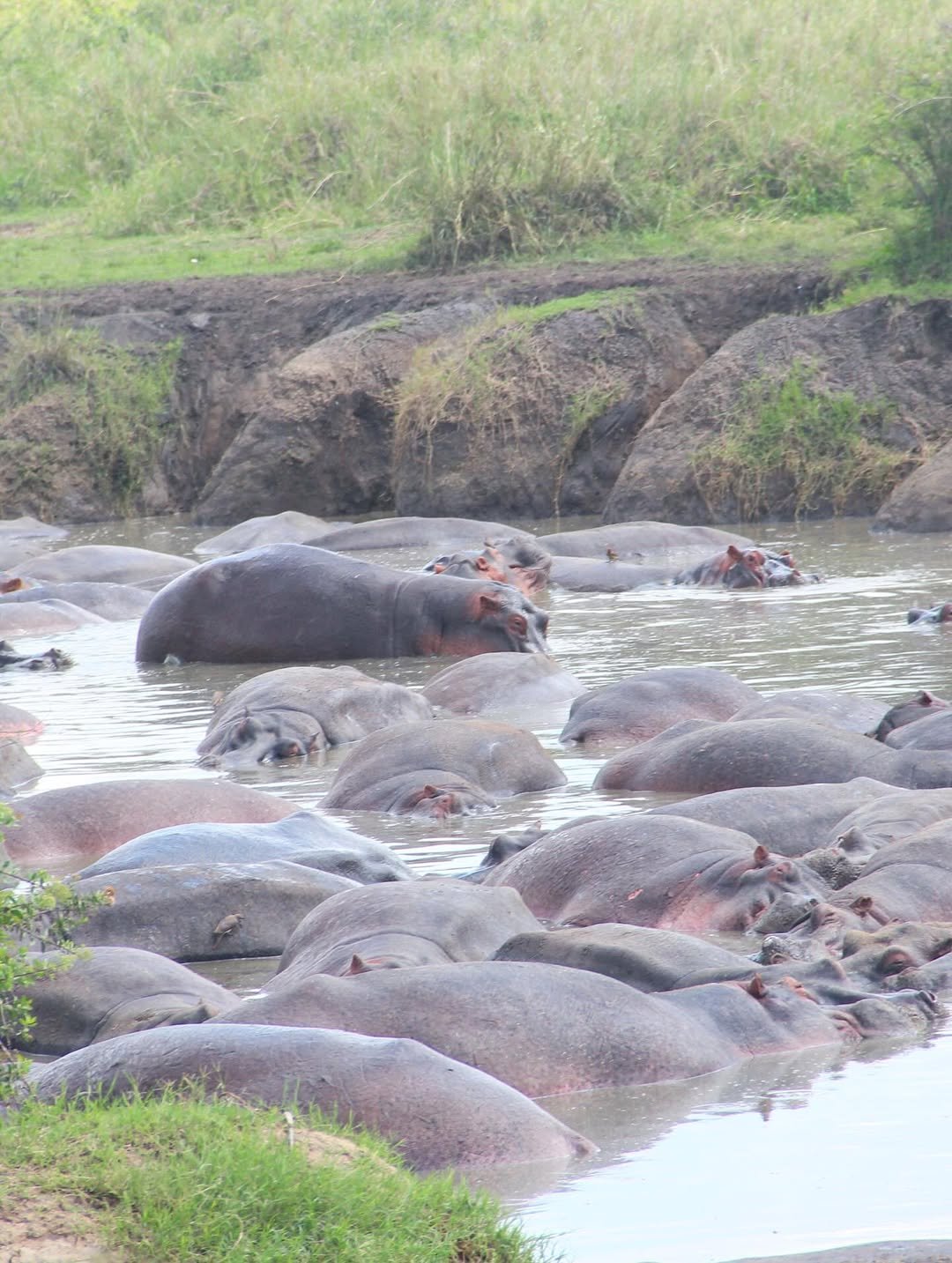 Safari Tour 'Oryx': 5-Day Lake Manyara, Serengeti & Ngorongoro Crater - Image 2