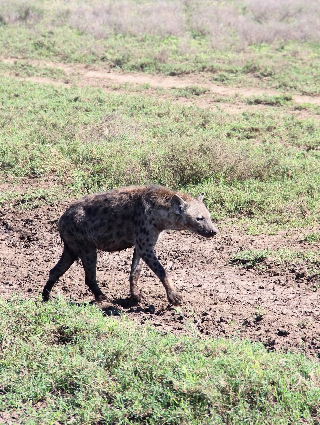Safari Tour 'Oryx': 5-Day Lake Manyara, Serengeti & Ngorongoro Crater - Image 4