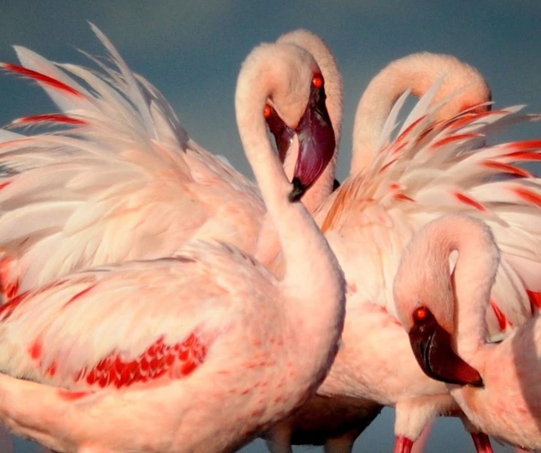 Lake Natron: Ol Doinyo Lengai Hike & Flamingo Walks - Image 3