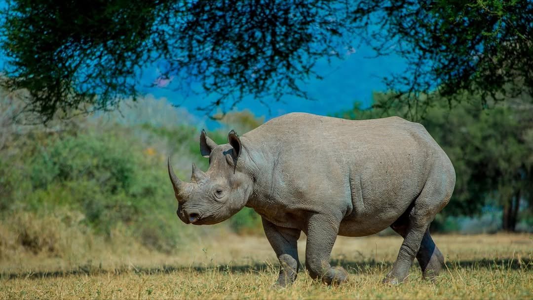 Rhino Safari in Mkomazi - Image 2