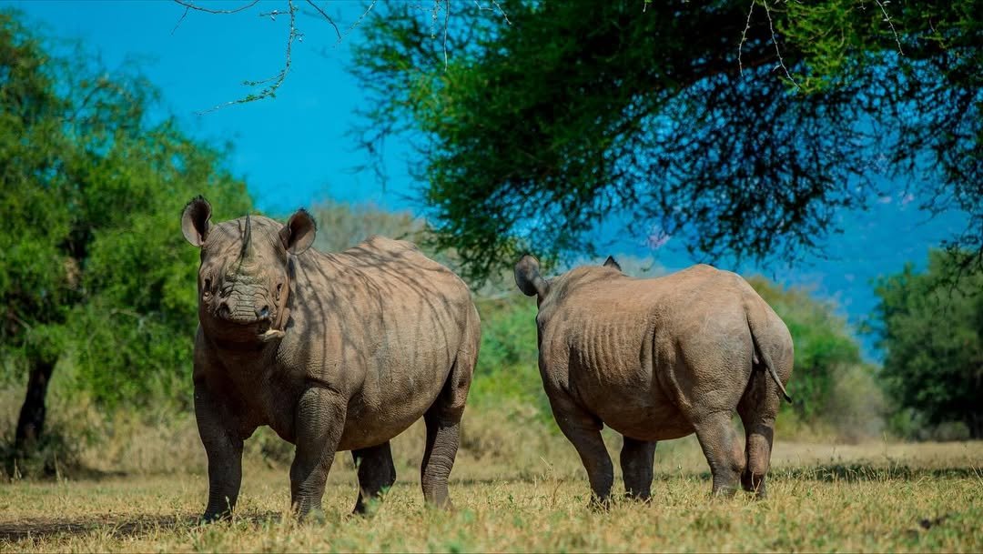 Rhino Safari in Mkomazi - Image 3