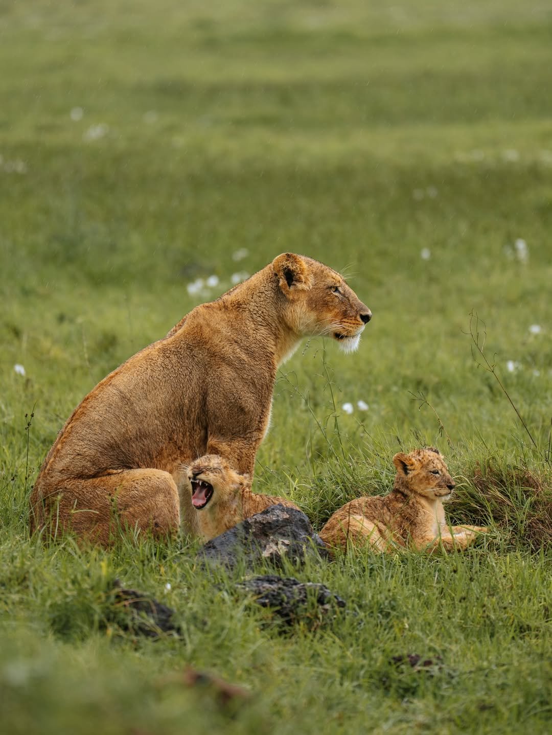 Safari Tour 'Hartebeest': 7-Day Tarangire, Serengeti & Ngorongoro - Image 2