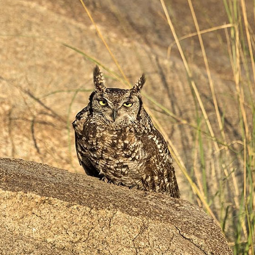 Safari Tour 'Hartebeest': 7-Day Tarangire, Serengeti & Ngorongoro - Image 4
