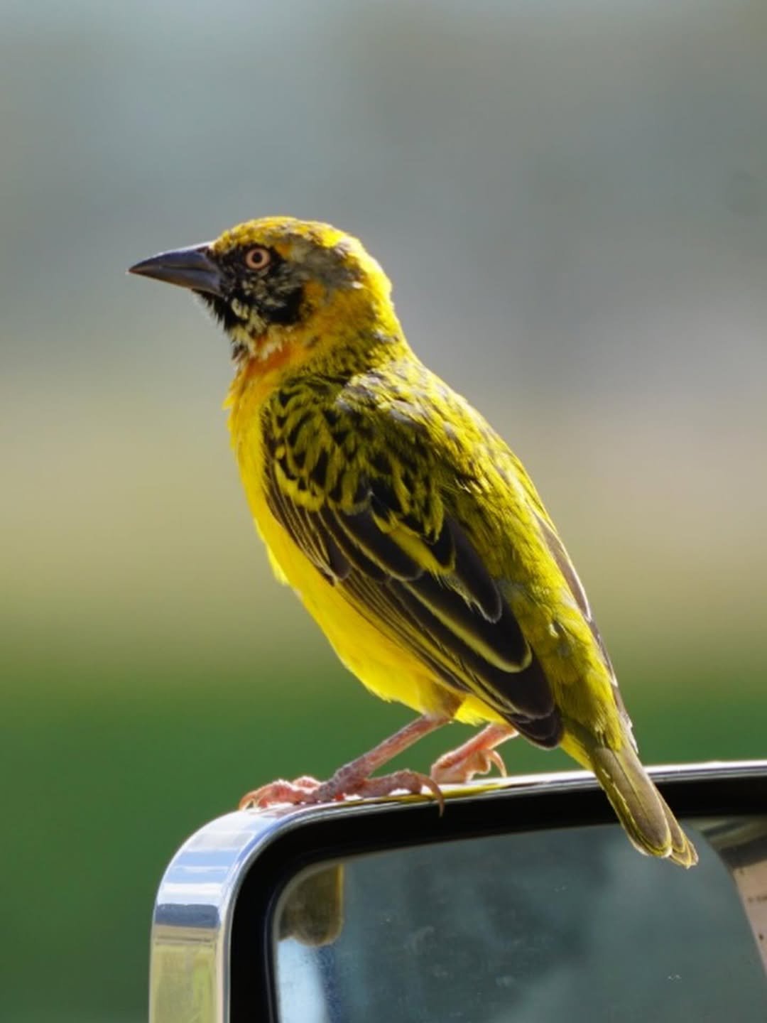 Classic Safari to Manyara, Ngorongoro & Serengeti - Image 4