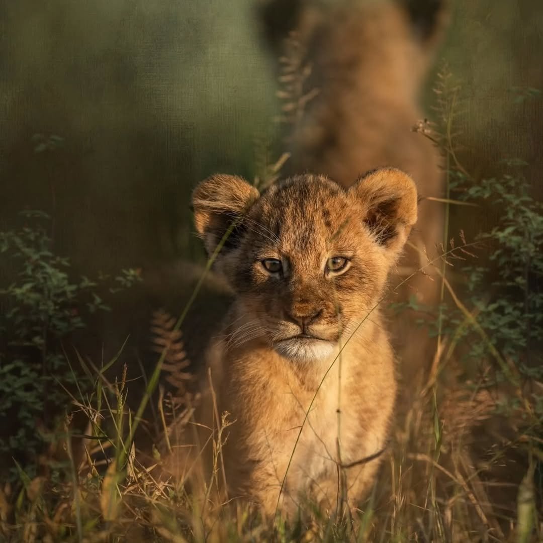 Safari Tour 'Kudu': 6-Day Ndutu, Serengeti & Ngorongoro