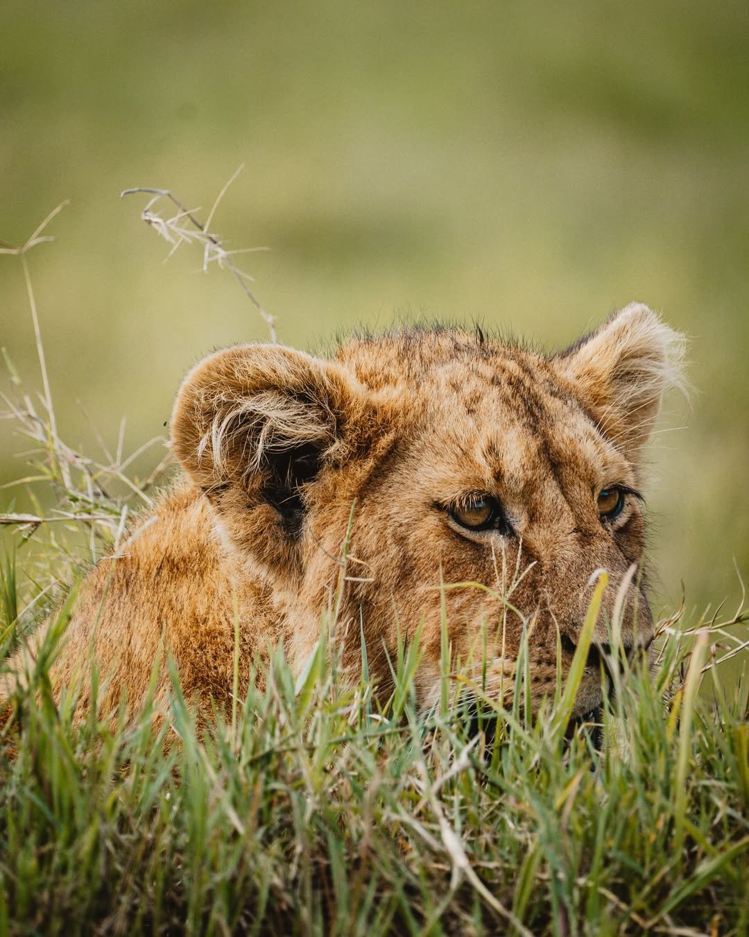 Safari Tour 'Topi': 6-Day Manyara, Ngorongoro & Serengeti - Image 2