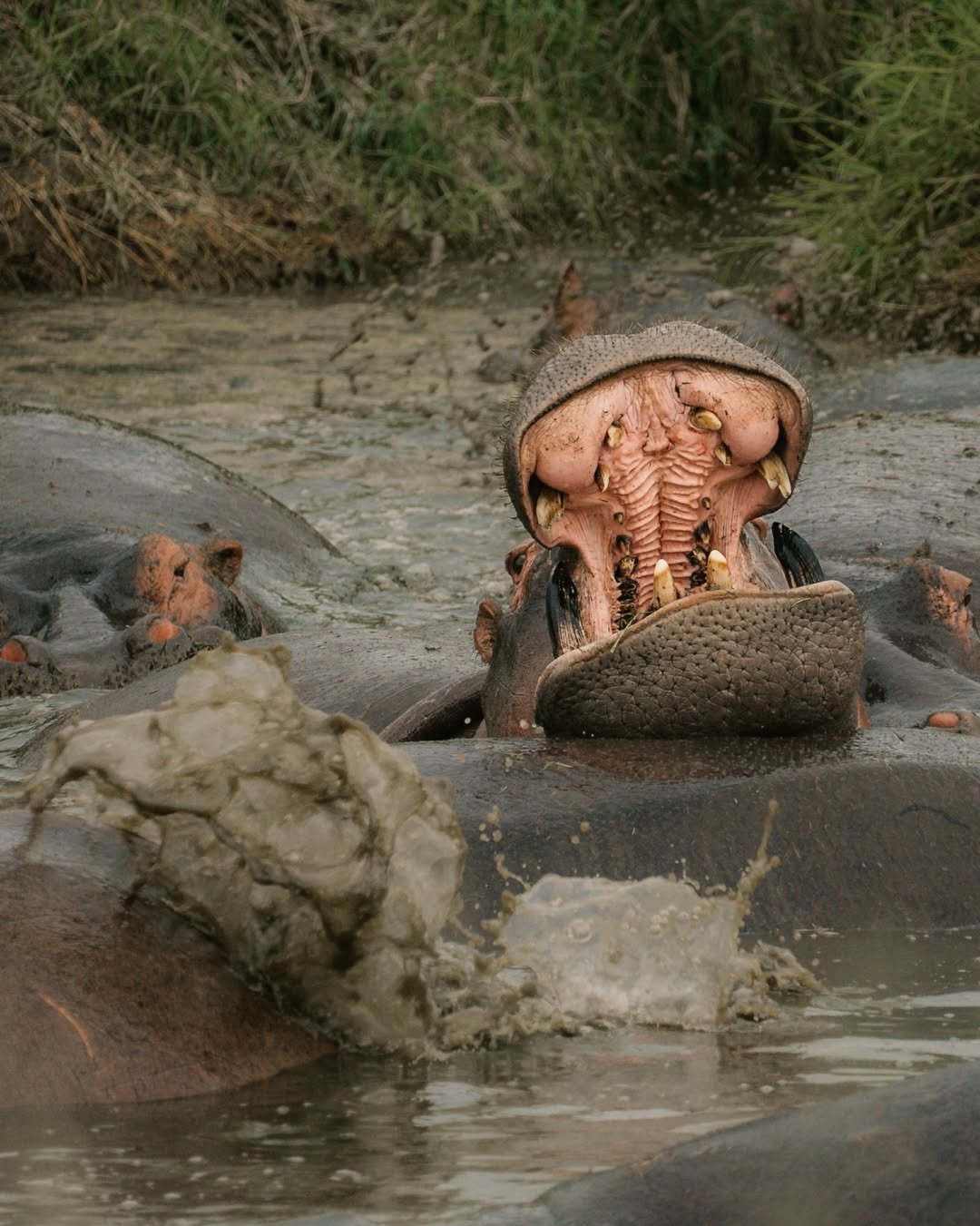 Safari Tour 'Topi': 6-Day Manyara, Ngorongoro & Serengeti - Image 3