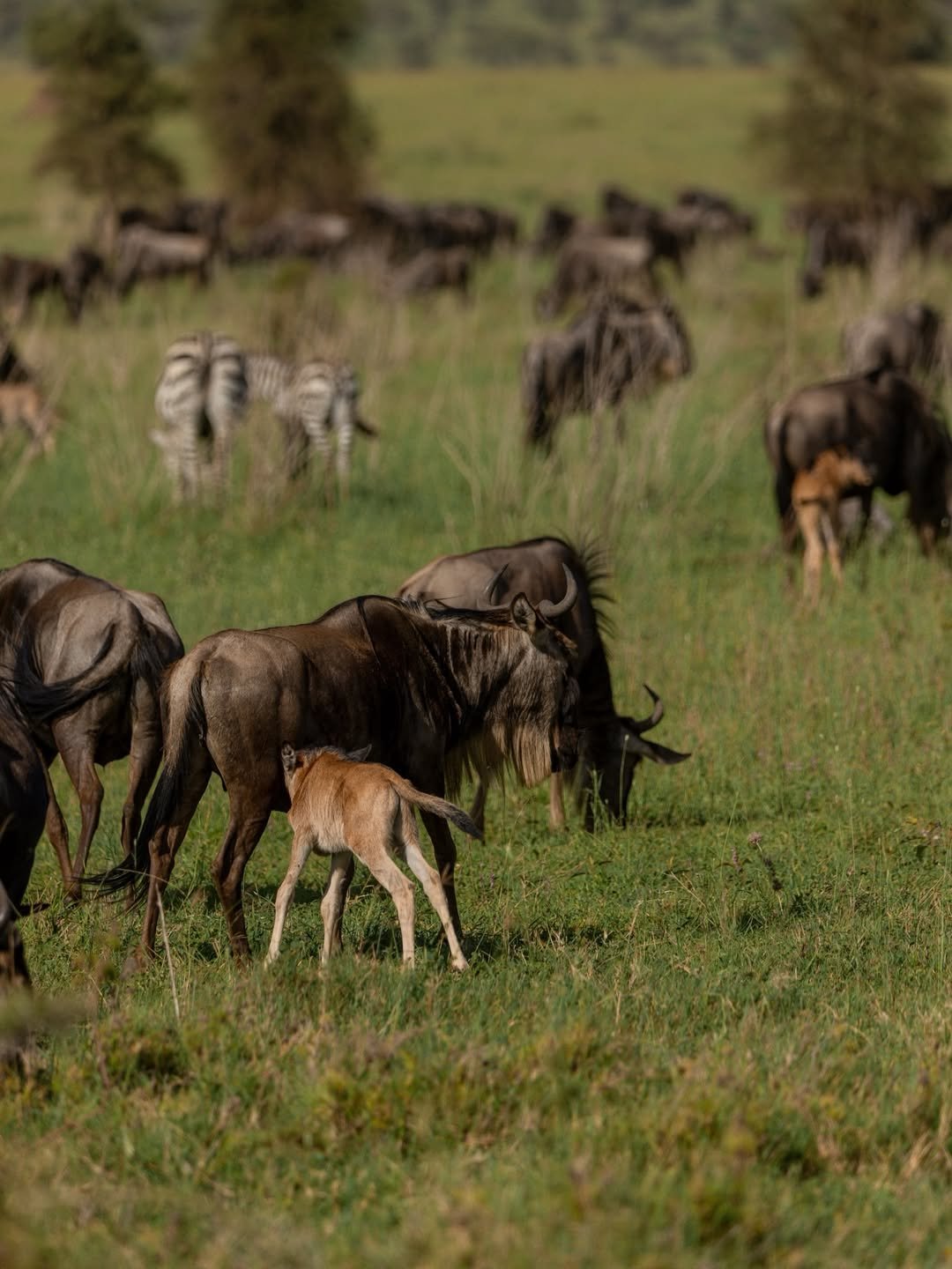 Safari Tour 'Suni': 2-Day Lake Manyara & Ngorongoro (Value)