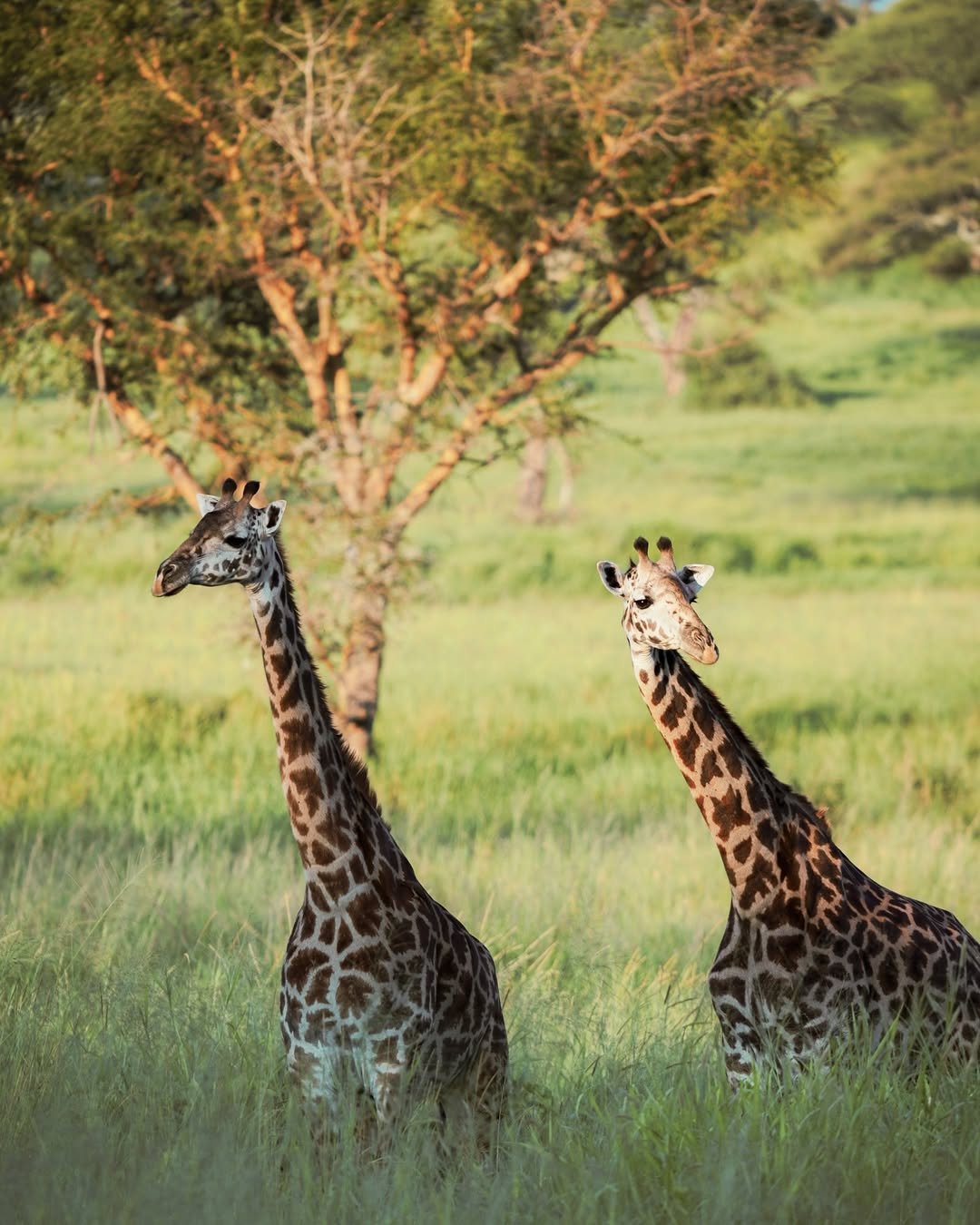 Safari Tour 'Steenbok': 3-Day Tarangire & Ngorongoro (Comfort)
