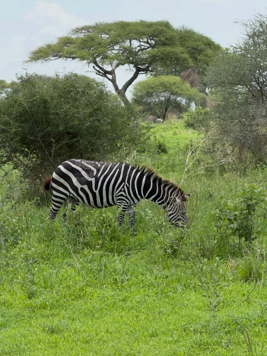 Safari Tour 'Oribi': 3-Day Tarangire & Ngorongoro Crater - Image 2