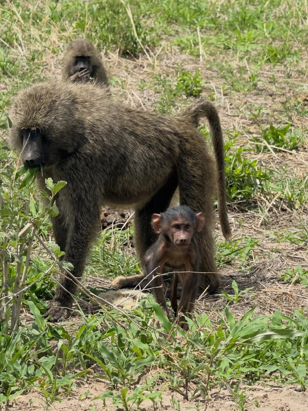 Safari Tour 'Oribi': 3-Day Tarangire & Ngorongoro Crater - Image 3