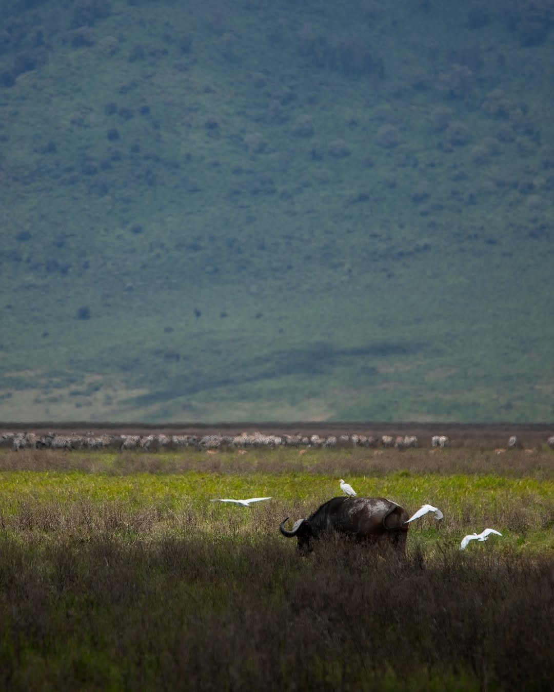 Safari Tour 'Oribi': 3-Day Tarangire & Ngorongoro Crater - Image 4