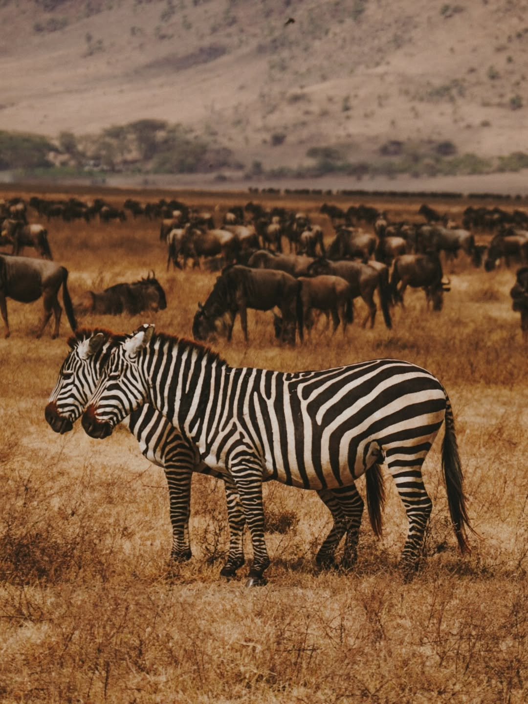 Safari Tour 'Eland': 7-Day Complete Northern Tanzania Safari