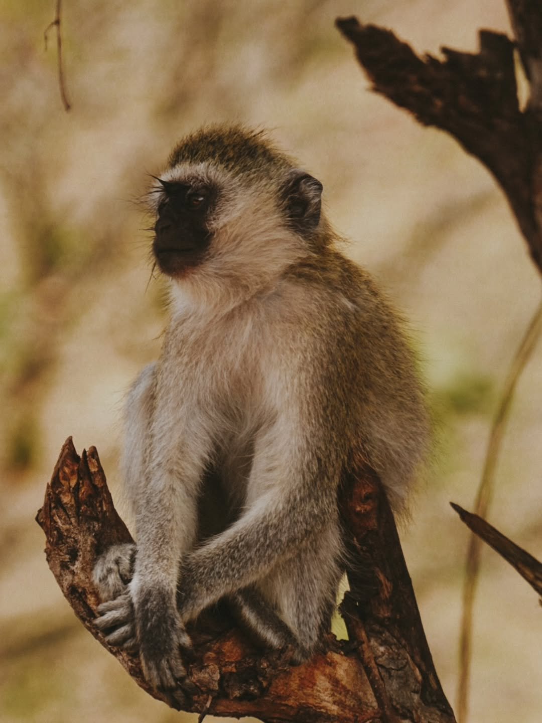 Safari Tour 'Eland': 7-Day Complete Northern Tanzania Safari - Image 4